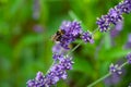 A bumblebee on a blooming lavender Royalty Free Stock Photo