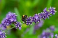 Close-up of a bumblebee on a blooming lavender Royalty Free Stock Photo