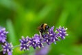 Close-up of a bumblebee on a blooming lavender Royalty Free Stock Photo