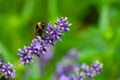 Close-up of a bumblebee on a blooming lavender Royalty Free Stock Photo