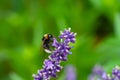 Close-up of a bumblebee on a blooming lavender Royalty Free Stock Photo