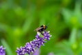 A bumblebee on a blooming lavender Royalty Free Stock Photo