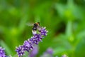 A bumblebee on a blooming lavender Royalty Free Stock Photo