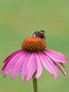 Close-up of a bumblebee on the blossom of a coneflower