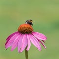 Close-up of a bumblebee on the blossom of a coneflower