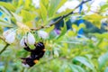 Close-up of a bumblebee on a blueberry in bloom