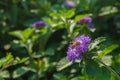 A close up of bumblebee is collecting nectar from blooming Brazil button flower or Larkdaisy on blurred green background Royalty Free Stock Photo