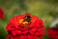 Bumblebee collecting nectar on red zinnia flower Royalty Free Stock Photo