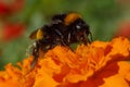 Bumblebee collecting pollen on marigold flower Royalty Free Stock Photo