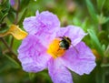 a close-up of a bumblebee collecting pollen from violet wild rose flower. Royalty Free Stock Photo