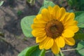 Close up of a bumblebee collects nectar from blooming sunflower on blurred natural green background Royalty Free Stock Photo