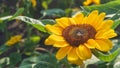 Close up of a bumblebee collects nectar from blooming sunflower on blurred natural green background Royalty Free Stock Photo