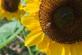 Close up of a bumblebee collects nectar from blooming sunflower on blurred natural green background Royalty Free Stock Photo