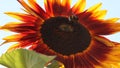 Close-up of a bumblebee doing pollination on a sunflower