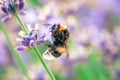 Close-up of bumblebee drinking nectar from wildflower