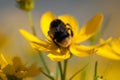 Close-up of bumblebee drinking nectar from yellow wildflower on meadow