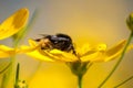 Close-up of bumblebee drinking nectar from yellow wildflower on meadow