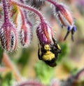A Bumblebee extracting nectar from blue Borage flowers.