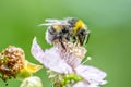 Close up of a Bumblebee extracting nectar form the blooms on a raspberry flower in organic garden