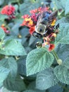 Close up of Bumblebee Feeding on Lantana Flowers