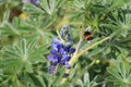 Close-up of a bumblebee flying near a Lupine blue flower (Lupinus) in green background