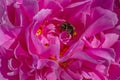 Bumblebee inside purple peony flower