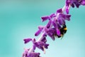 Close-up of bumblebee on lavender flowers in blossom against turquoise background. Soft focus Royalty Free Stock Photo