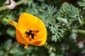 Close up of Bumblebee pollinating a California Poppy Eschscholzia californica, San Jose, south San Francisco bay, San Jose, Royalty Free Stock Photo