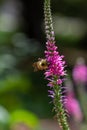 Close up of a bumblebee pollinating a spike speedwell