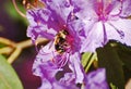 Close-up of a bumblebee