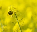 Bumblebee on rapeseed oil plant in yellow field