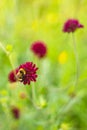 Close-up of a Bumblebee on Red Flower WIth Blurred Background Royalty Free Stock Photo