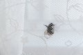 Close-up of a bumblebee sitting behind the white home curtain. A dangerous insect flew into the house. Striped hairy body. Insect