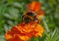 close up of bumblebee sitting on marigold