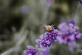 Close-up of a bumblebee sitting on a purple flower Royalty Free Stock Photo