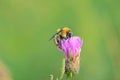 Bumblebee and flower Royalty Free Stock Photo