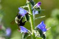 Bumblebee on a wild purple Viper\'s-bugloss flower Royalty Free Stock Photo