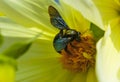Close up of Bumblebee on a yellow flower