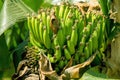 Close up bunch of banana, banana tree background Royalty Free Stock Photo