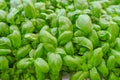 Close up of a bunch of basil. Aromatic herbs. Cuisine. Healthy eating and lifestyle