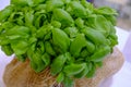 Close up of a bunch of basil in the basket. Aromatic herbs. Cuisine. Healthy eating and lifestyle Royalty Free Stock Photo