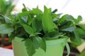 Close-up of a bunch of basil leaves in a plastic bucket for eating. Royalty Free Stock Photo
