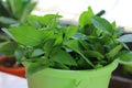 Close-up of a bunch of basil leaves in a plastic bucket for eating.