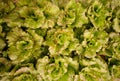 Close up bunch of batavia lettuce salad