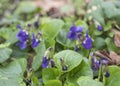 Close up bunch of beatiful blooming violet spring flowers ,Viola odorata or wood violet, sweet violet with green leaves