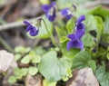 Close up bunch of beatiful blooming violet spring flowers ,Viola odorata or wood violet, sweet violet with green leaves