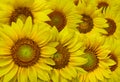 Bunch of sunflowers in high resolution image