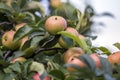 Close-up bunch of beautiful green apples with drops of dew hanging ripening on apple tree branch with green leaves lit by bright Royalty Free Stock Photo