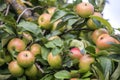 Close-up bunch of beautiful green apples with drops of dew hanging ripening on apple tree branch with green leaves lit by bright Royalty Free Stock Photo