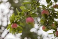 Close-up bunch of beautiful green apples with drops of dew hanging ripening on apple tree branch with green leaves lit by bright Royalty Free Stock Photo